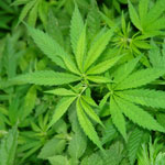 Deadline Removed for Local Government Regulation of Medical Marijuana Cultivation in California