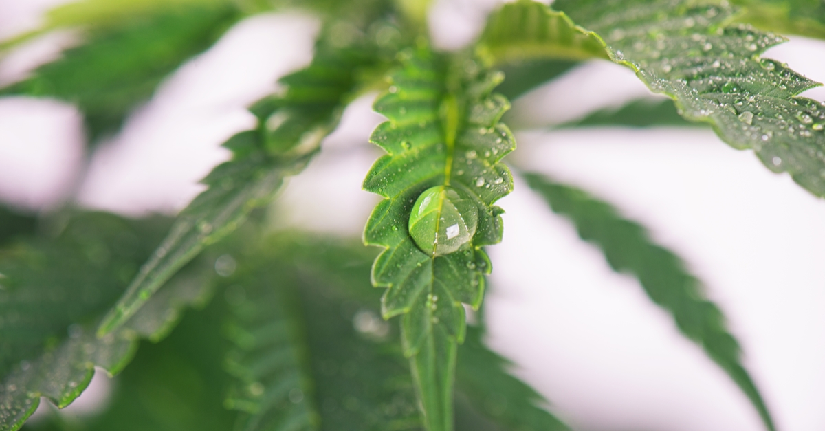 Water to Grow Marijuana in California’s Desert