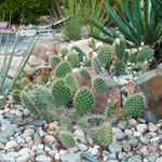 California Department of Water Resources Adopts Update to the Model Water Efficient Landscape Ordinance